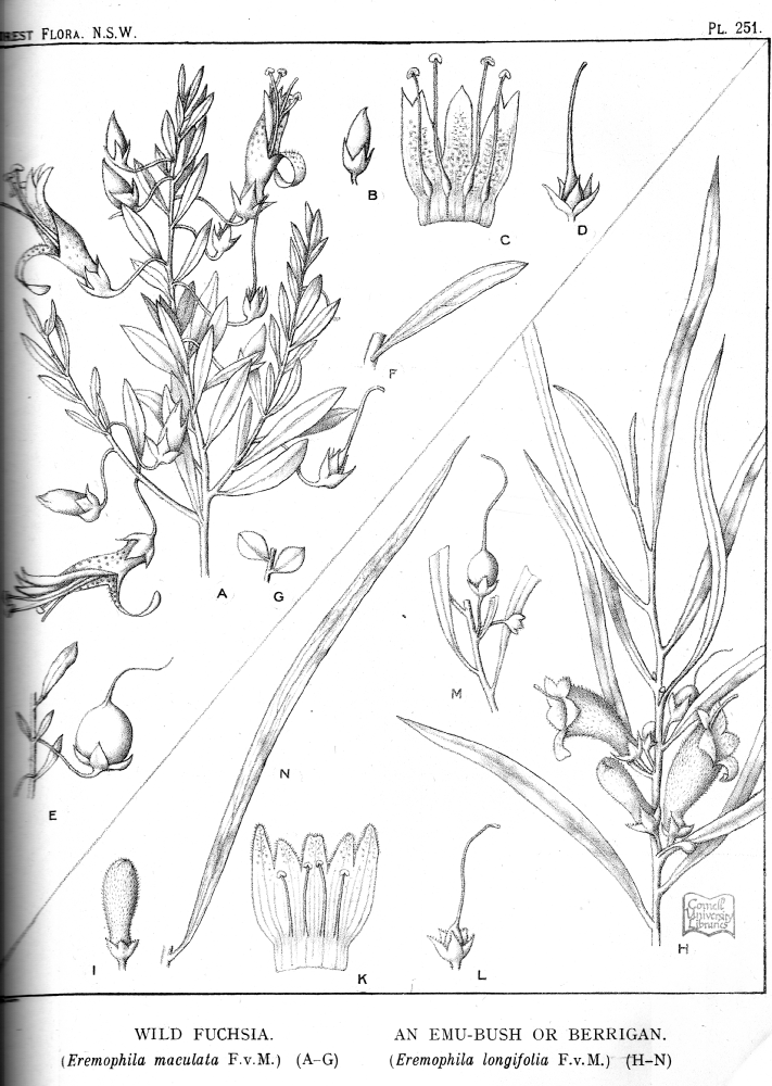 Scrophulariaceae Eremophila longifolia