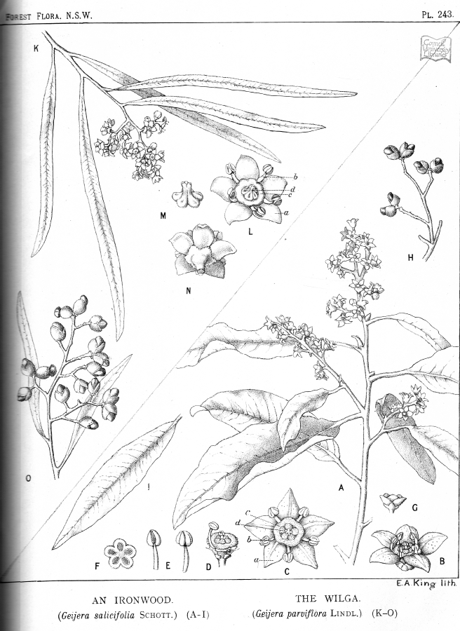 Rutaceae Geijera salicifolia