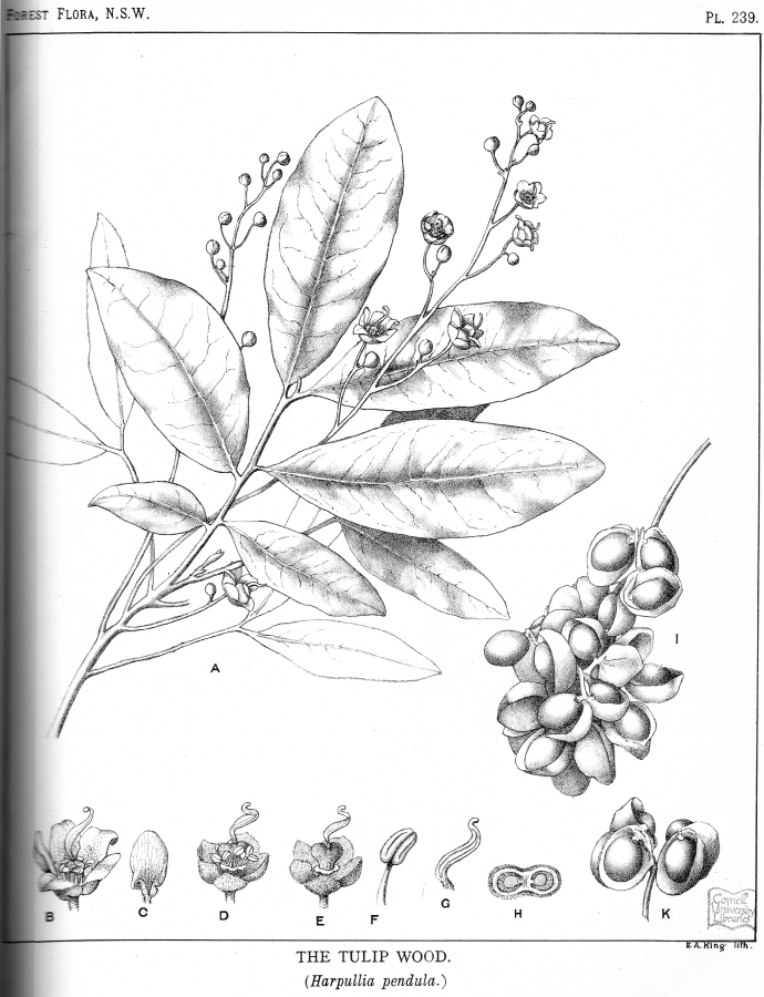 Sapindaceae Harpullia pendula