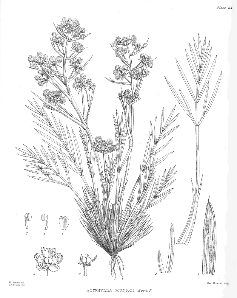 Apiaceae Aciphylla munroi
