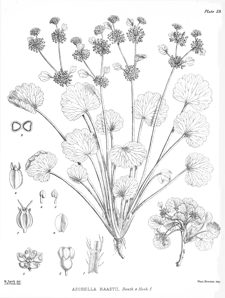 Apiaceae Azorella haastii