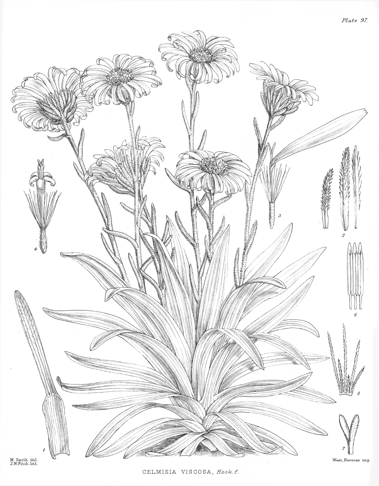 Asteraceae Celmisia viscosa