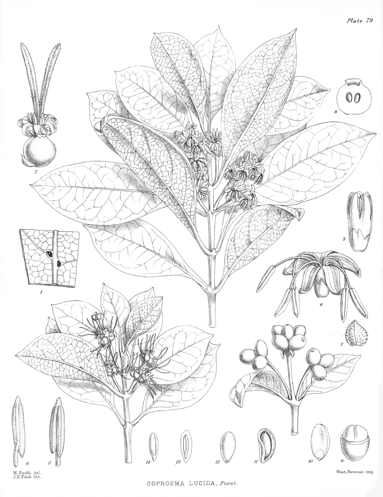 Rubiaceae Coprosma lucida