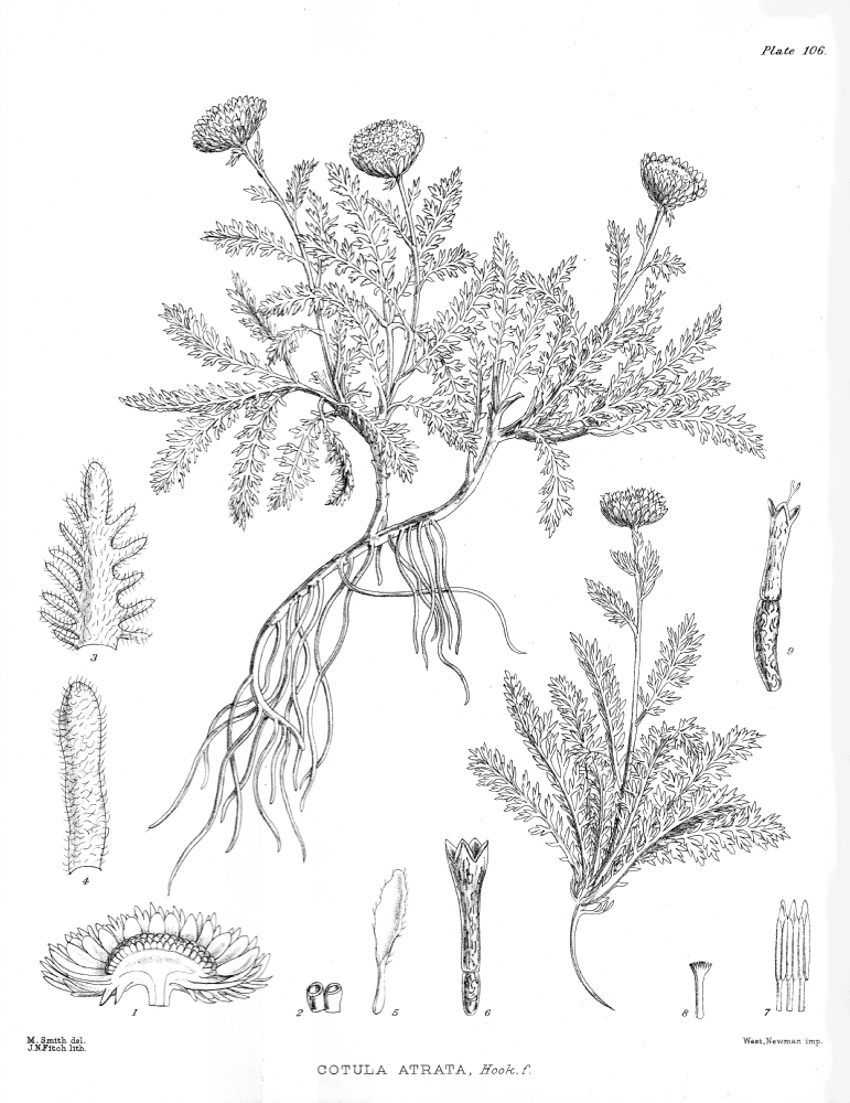 Asteraceae Cotula atrata