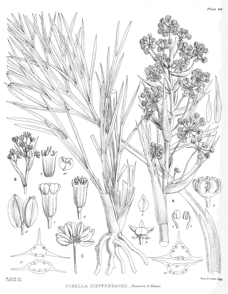 Apiaceae Coxella dieffenbachii
