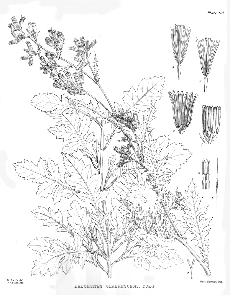 Asteraceae Erechtites glabrescens