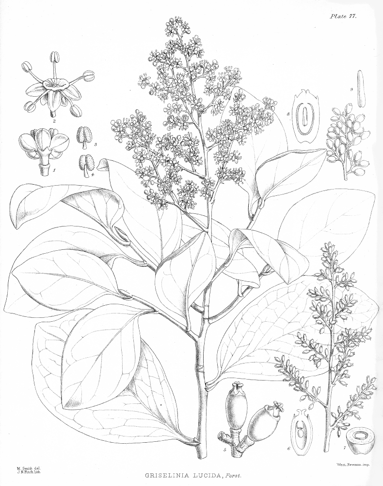 Griseliniaceae Griselinia lucida