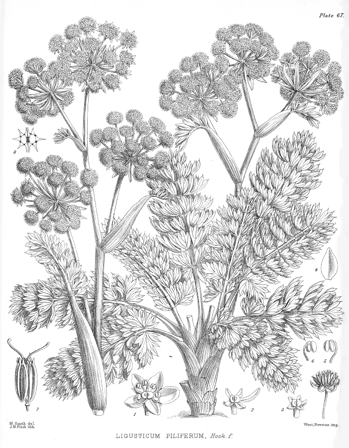 Apiaceae Ligusticum piliferum