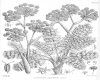 image of Ligusticum piliferum