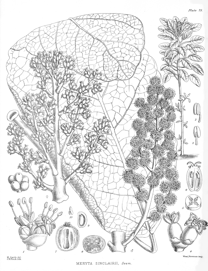Araliaceae Meryta sinclairii