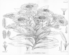 image of Olearia chathamica