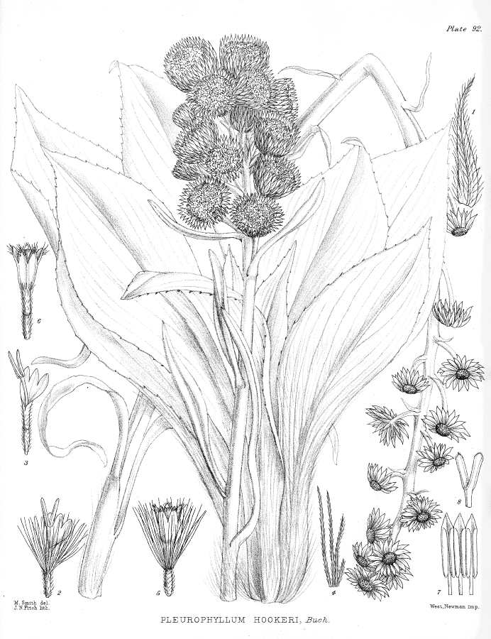 Asteraceae Pleurophyllum hookeri