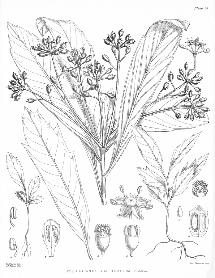 Araliaceae Pseudopanax chathamicum