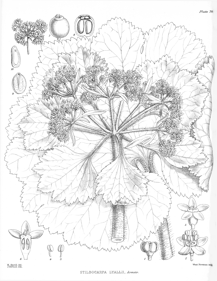 Araliaceae Stilbocarpa lyallii