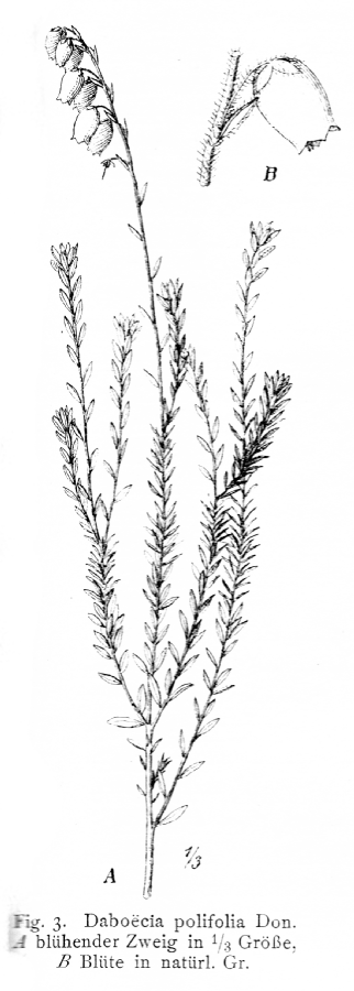 Ericaceae Daboecia polifolia