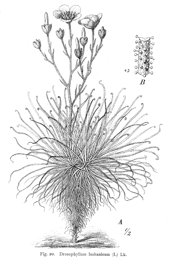 Drosophyllaceae Drosophyllum lusitanicum