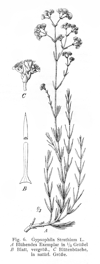Caryophyllaceae Gypsophila struthium