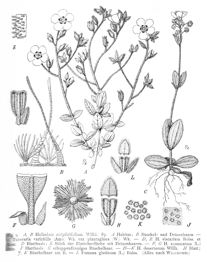 Cistaceae Halimium atriplicifolium