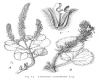 image of Lafuentea rotundifolia