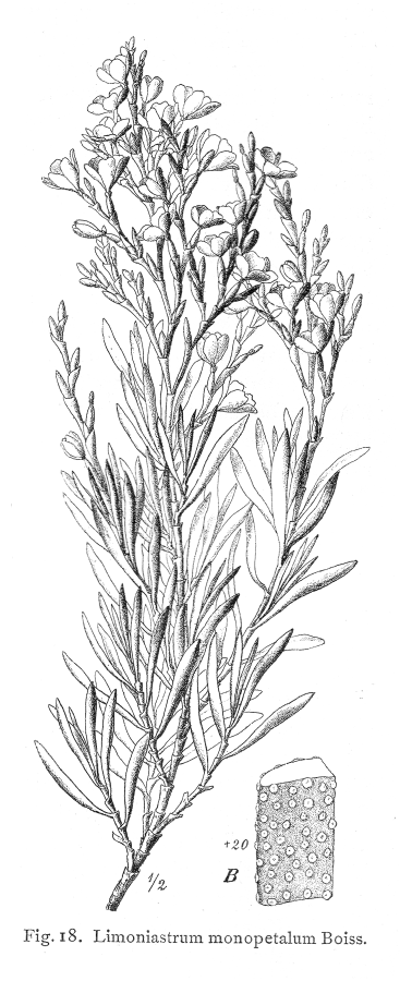 Plumbaginaceae Limoniastrum monopetalum