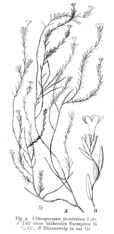 Boraginaceae Lithospermum prostratum