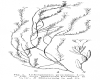 image of Lithospermum prostratum