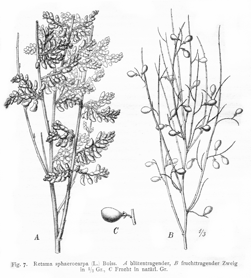 Fabaceae Retama sphaerocarpa