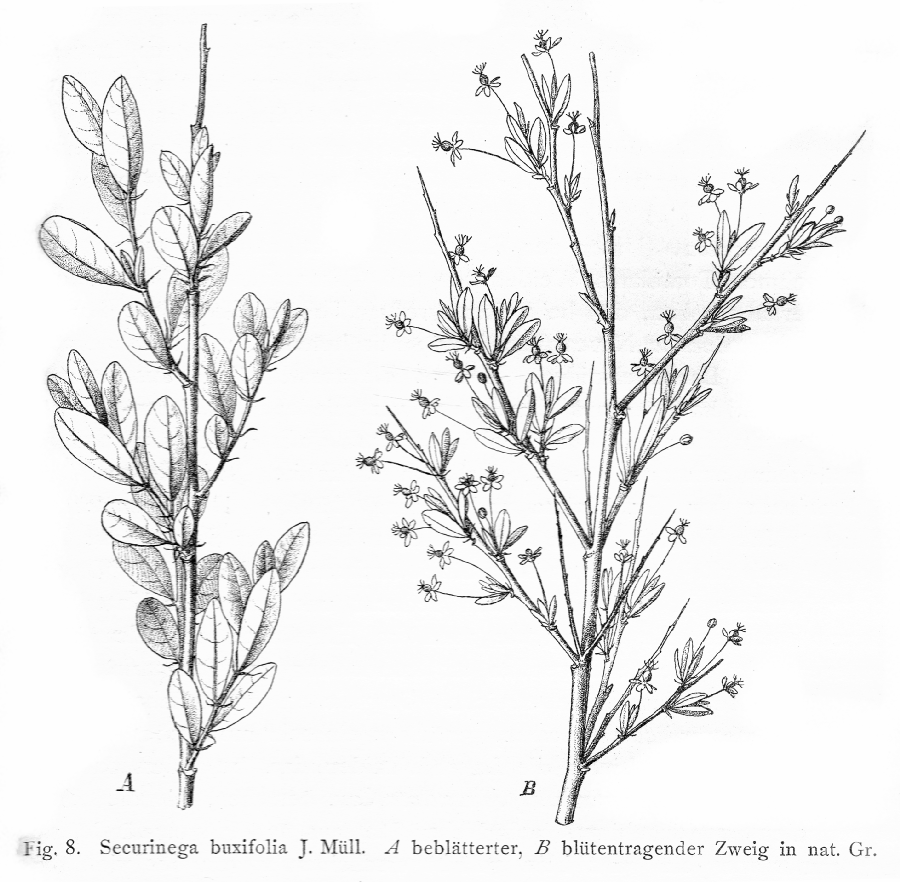 Phyllanthaceae Securinega buxifolia