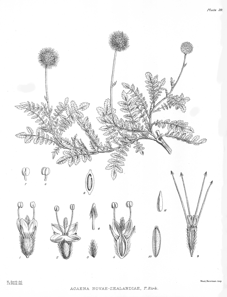 Rosaceae Acaena novae-zealandiae