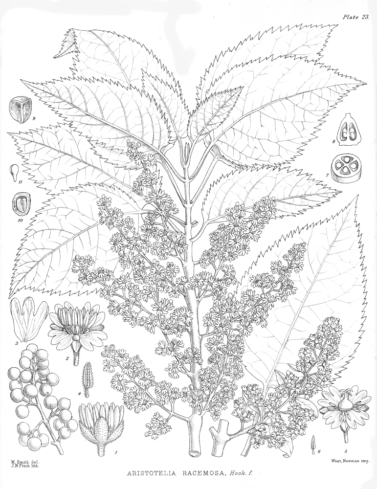 Elaeocarpaceae Aristotelia racemosa