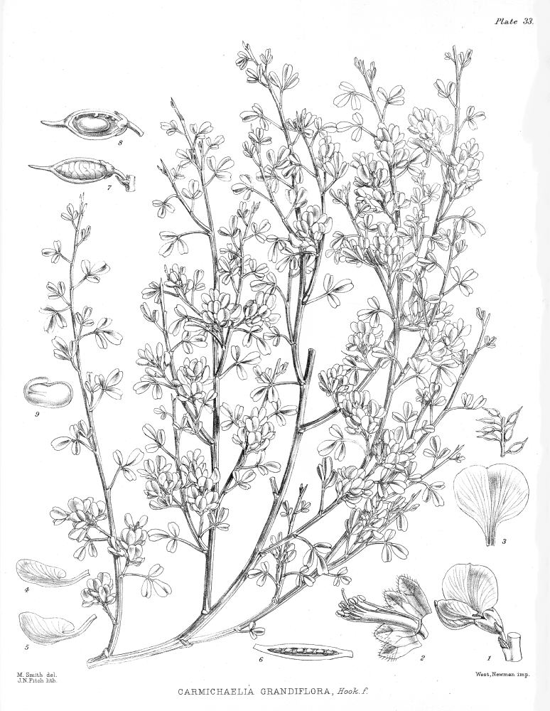 Fabaceae Carmichaelia grandiflora