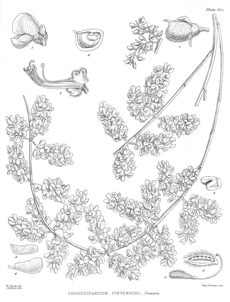 Fabaceae Chordospartium stevensonii
