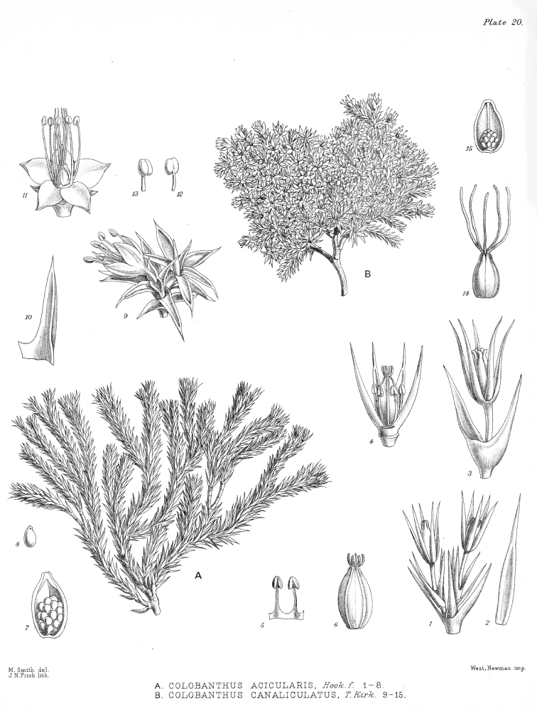 Caryophyllaceae Colobanthus canaliculatus