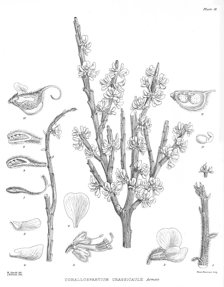 Fabaceae Corallospartium crassicaule