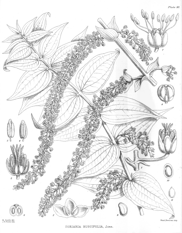 Coriariaceae Coriaria ruscifolia
