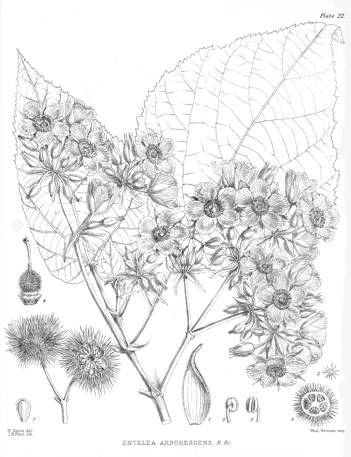 Sparmanniaceae Entelea arborescens