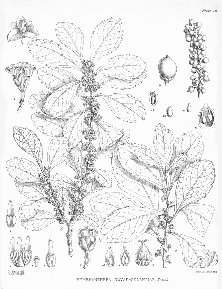 Violaceae Hymenanthera novae-zelandiae