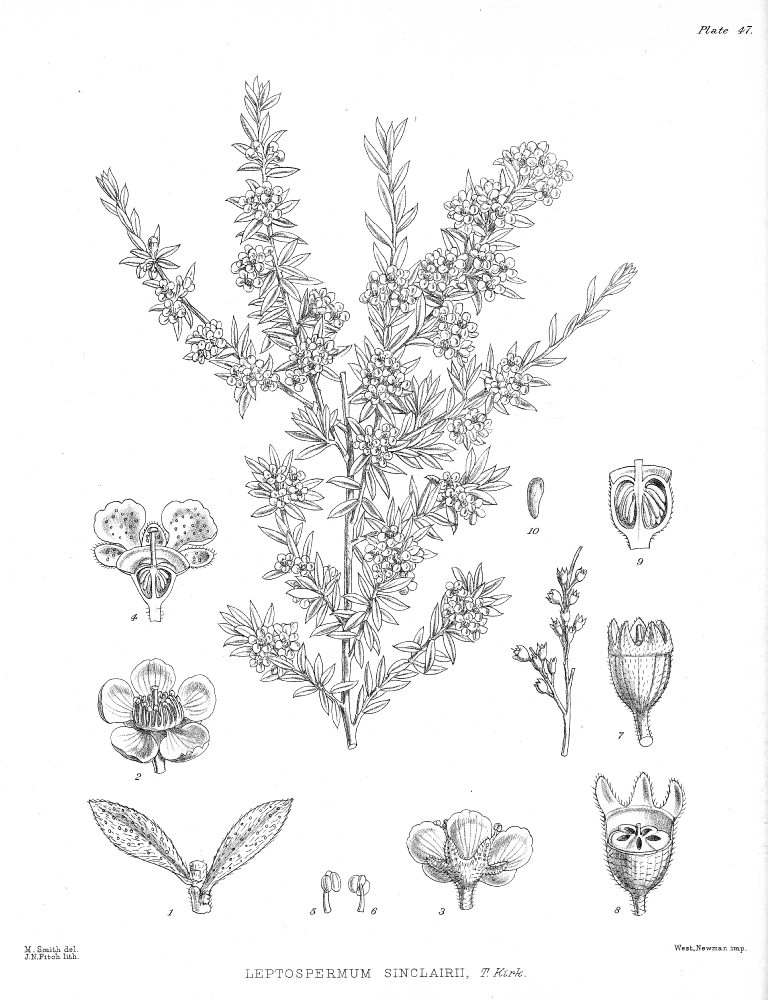 Myrtaceae Leptospermum sinclairii