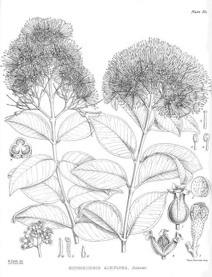 Myrtaceae Metrosideros albiflora