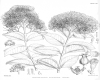 image of Metrosideros albiflora