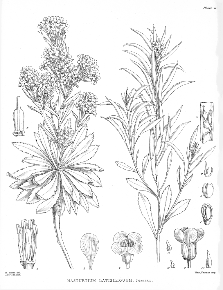 Brassicaceae Nasturtium latisiliquum