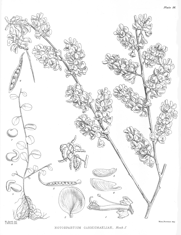 Fabaceae Notospartium carmichaeliae