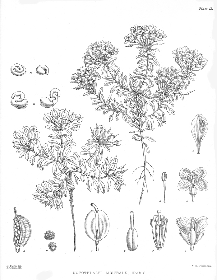 Brassicaceae Notothlaspi australe