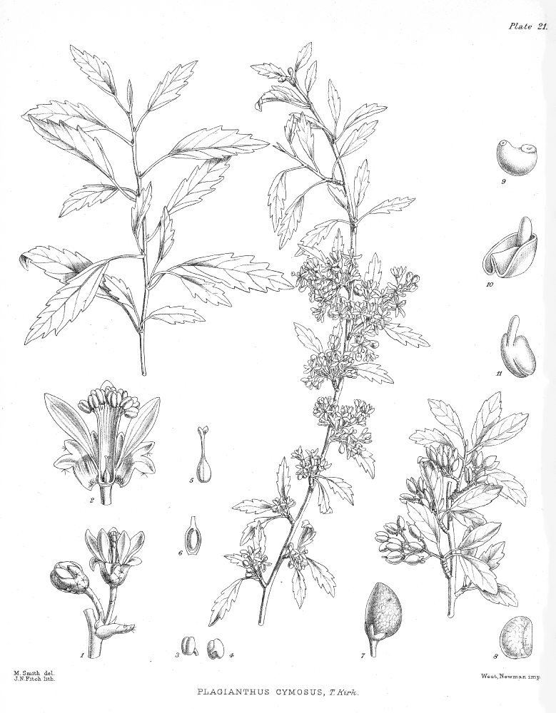 Malvaceae Plagianthus cymosus
