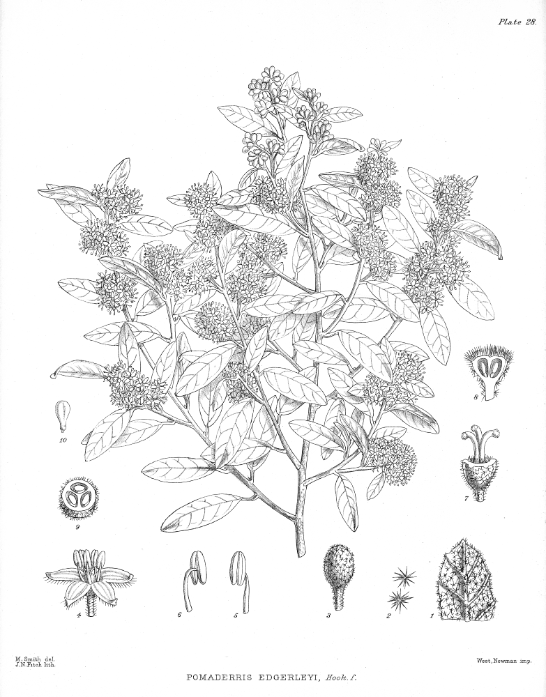 Rhamnaceae Pomaderris edgerleyi