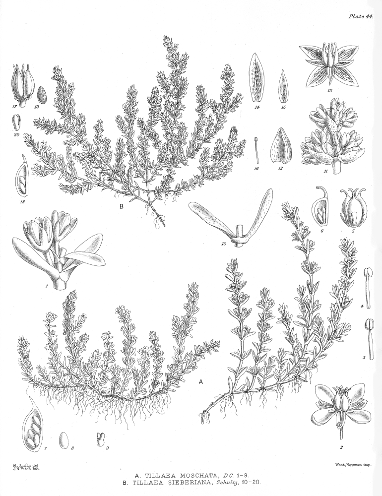 Crassulaceae Tillaea sieberiana