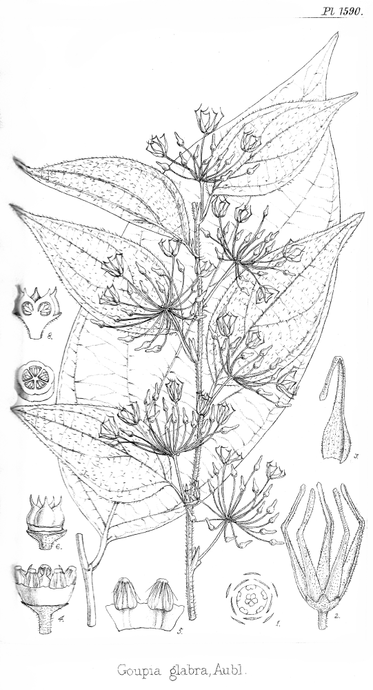 Goupiaceae Goupia glabra
