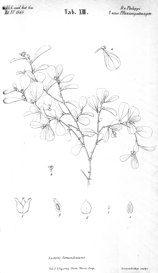 Lactoridaceae Lactoris fernandeziana