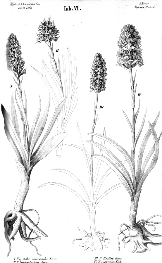 Orchidaceae Nigritella suaveolens