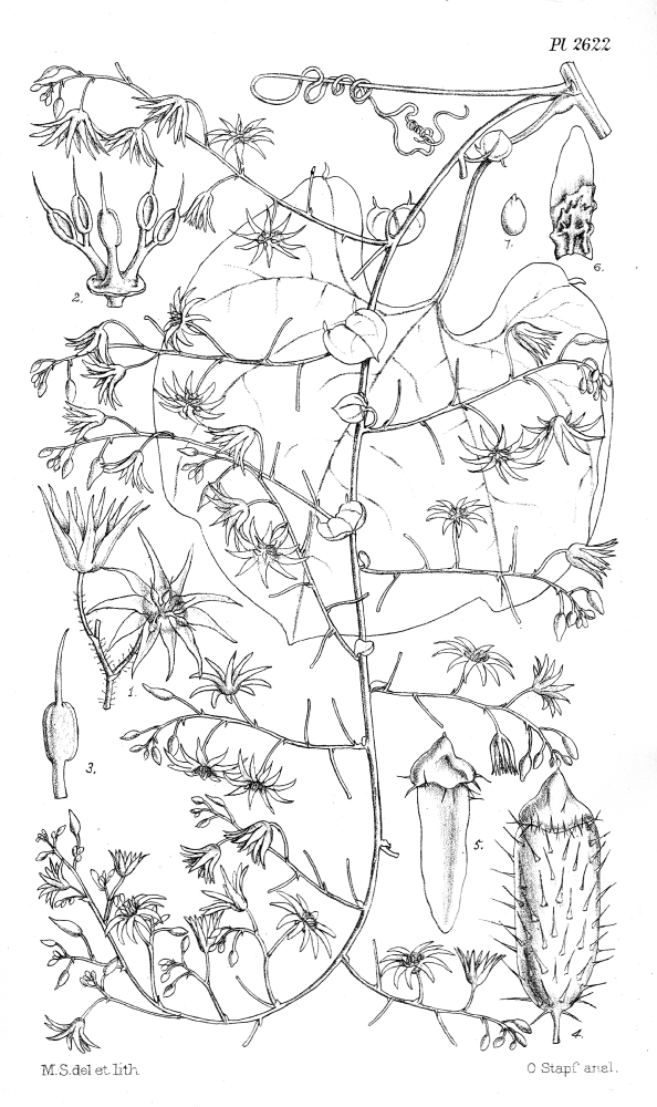 Cucurbitaceae Actinostemma biglandulosum